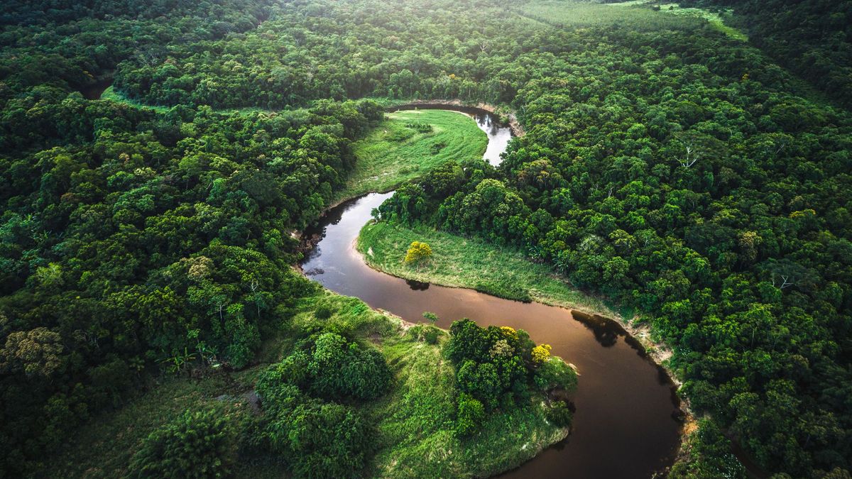 Що чекає незабаром на ліси Амазонки - фото 1