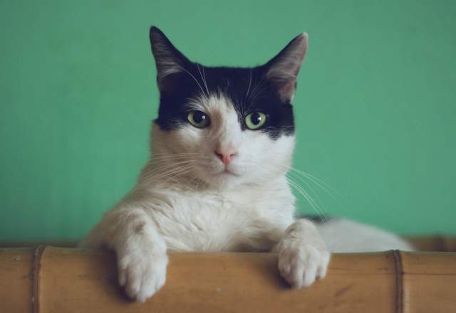Як коти впливають на дистанційну роботу своїх господарів - фото 442002