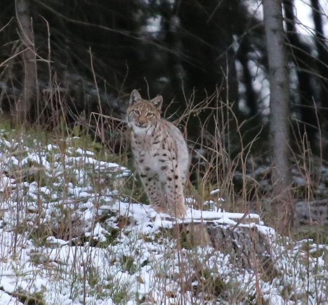 У Карпатах помітили найбільшу та найрідкіснішу рись: фото великої кішки - фото 442110