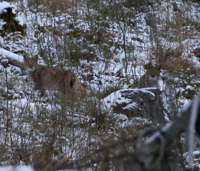 У Карпатах помітили найбільшу та найрідкіснішу рись: фото великої кішки - фото 442111