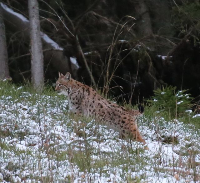 У Карпатах помітили найбільшу та найрідкіснішу рись: фото великої кішки - фото 442112