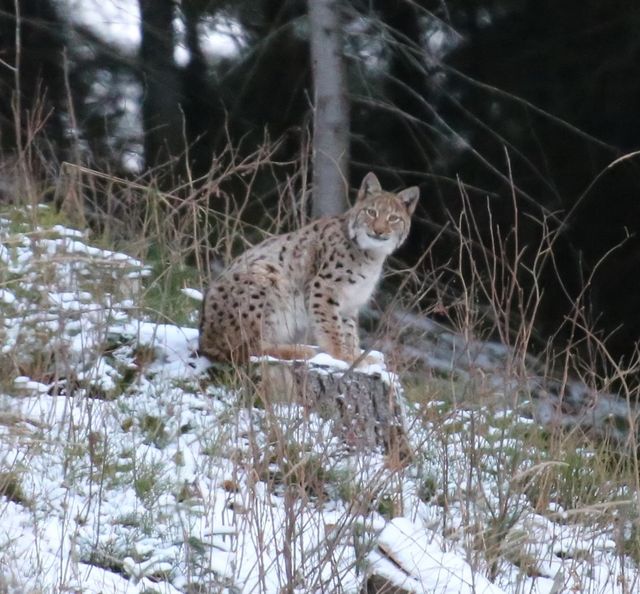 У Карпатах помітили найбільшу та найрідкіснішу рись: фото великої кішки - фото 442113