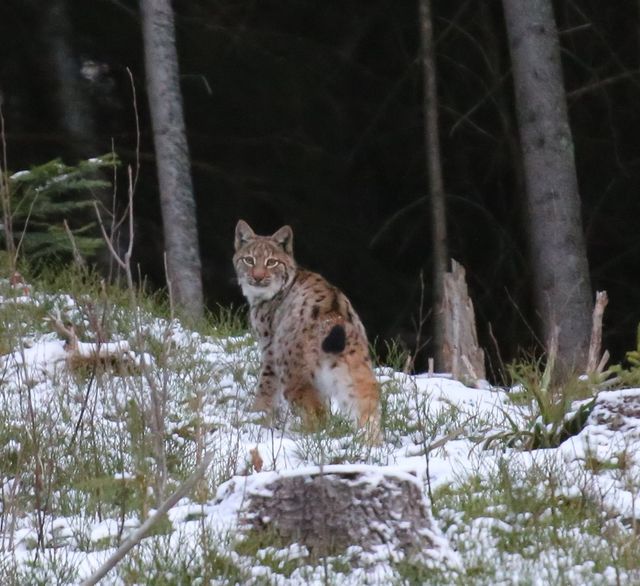 У Карпатах помітили найбільшу та найрідкіснішу рись: фото великої кішки - фото 442114