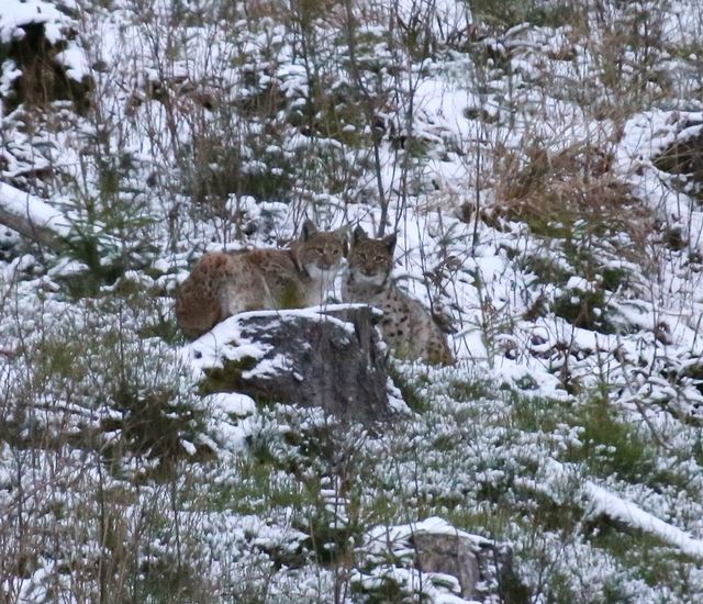 У Карпатах помітили найбільшу та найрідкіснішу рись: фото великої кішки - фото 442115