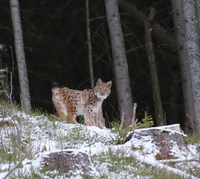 У Карпатах помітили найбільшу та найрідкіснішу рись: фото великої кішки - фото 442116