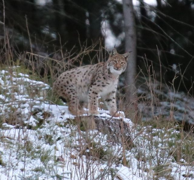 У Карпатах помітили найбільшу та найрідкіснішу рись: фото великої кішки - фото 442117