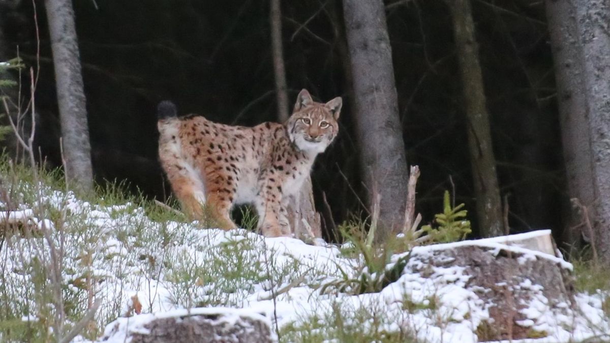 Рись сфотографували у Карпатах - фото 1