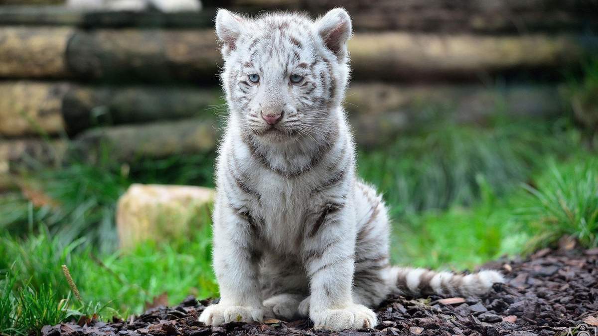 В американському зоопарку народився білий тигр, яких у природі не залишилося - фото 1