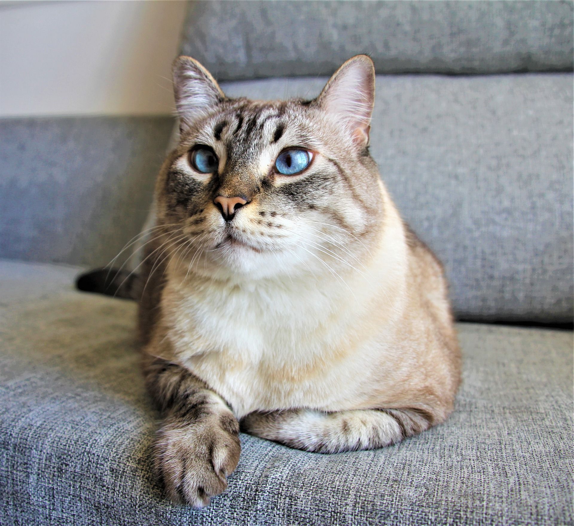 Кіт, який дорвався до котячої м'яти, розсмішив мережу (відео)