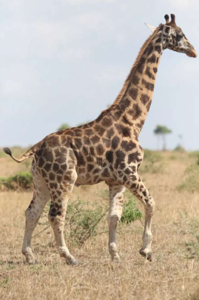 В Африці помітили карликових жираф: фотофакт - фото 442671