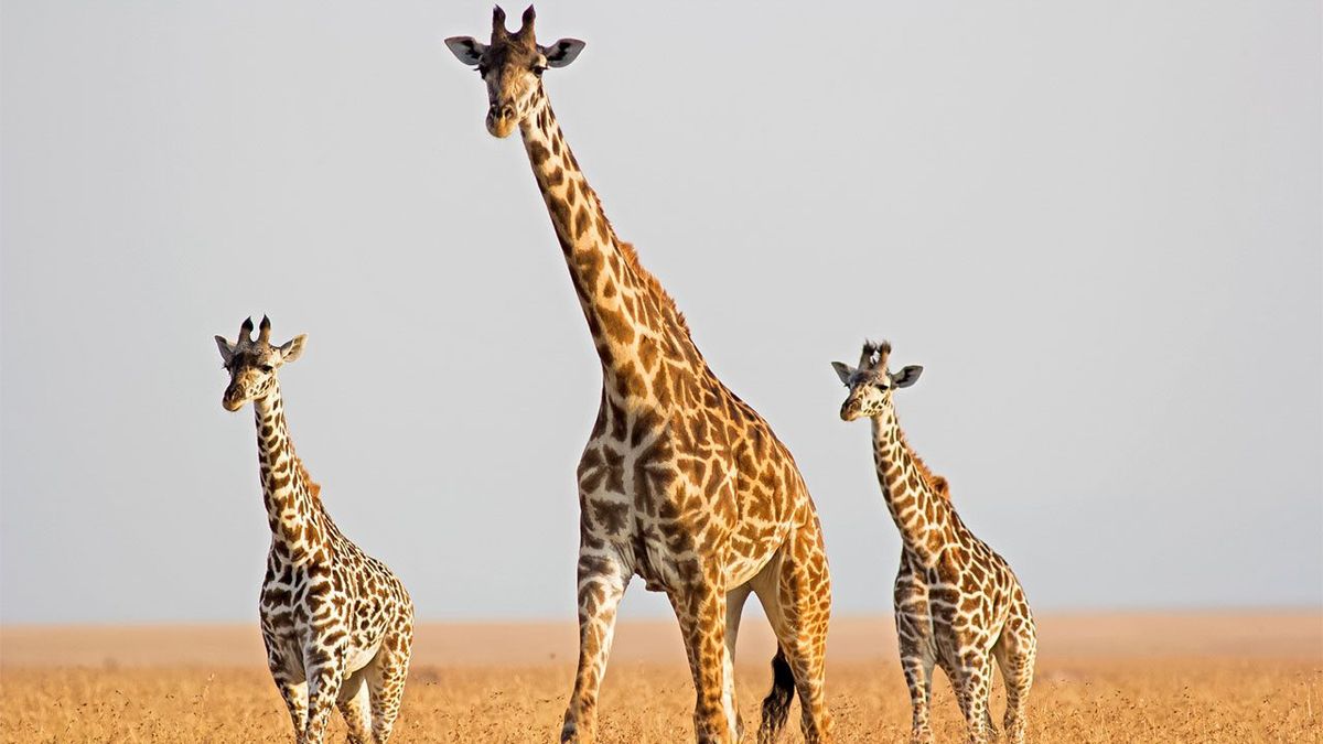 В Африці помітили карликових жираф: фотофакт - фото 1
