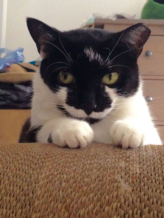 Кішка 11 днів жила в аеропорту Нью-Йорка: як пухнаста туди потрапила - фото 442808