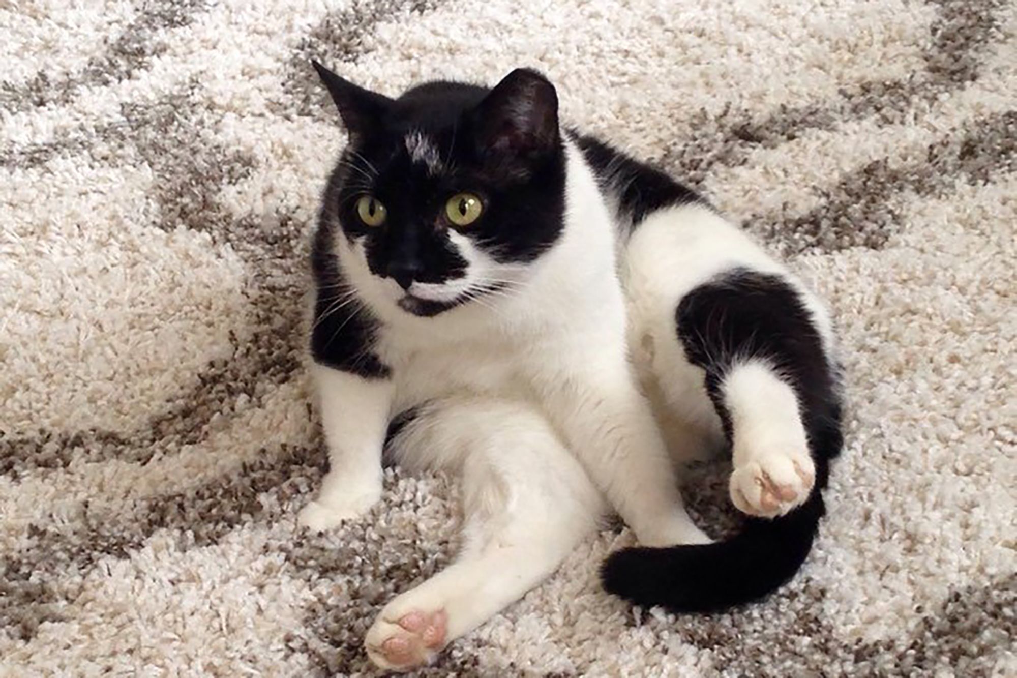 Кішка втекла від господині під час огляду в аеропорту - фото 1