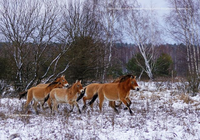 У засніженому Чорнобилі зняли табун коней Пржевальського: казкові фото - фото 442881