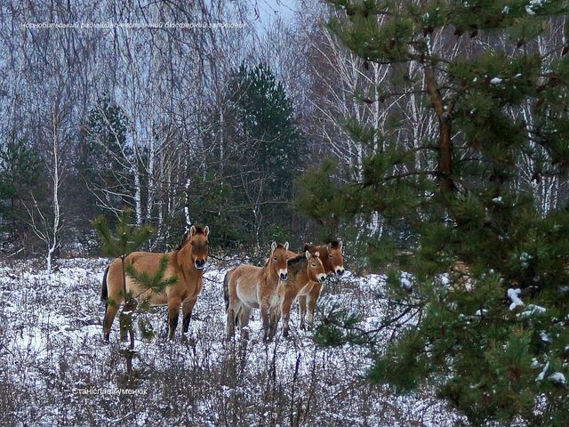 У засніженому Чорнобилі зняли табун коней Пржевальського: казкові фото - фото 442882