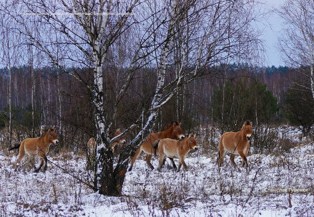 У засніженому Чорнобилі зняли табун коней Пржевальського: казкові фото - фото 442884