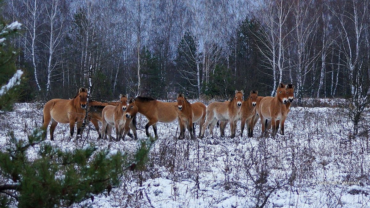 У засніженому Чорнобилі зняли табун коней Пржевальського: казкові фото - фото 1