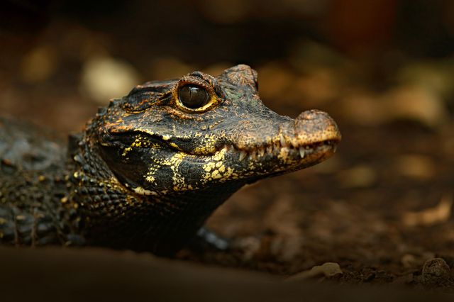 Вчені з'ясували, чому крокодили майже не змінилися за 200 мільйонів років - фото 442892