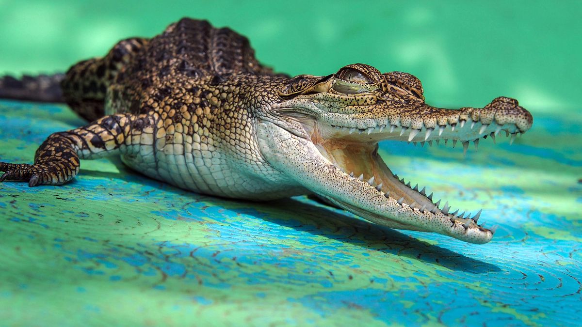 Крокодили - фото 1