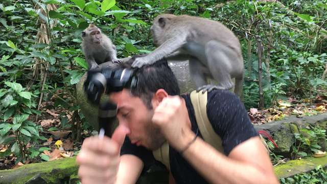 Мавпи на Балі крадуть у туристів техніку, щоб отримати від них викуп - фото 443451