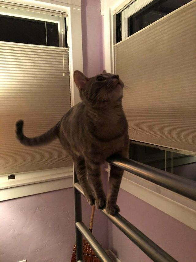 Коти, які зламались: епічні фото, які розвеселять до сліз - фото 443564