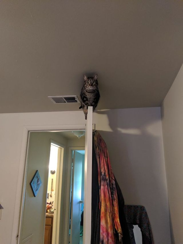 Коти, які зламались: епічні фото, які розвеселять до сліз - фото 443567