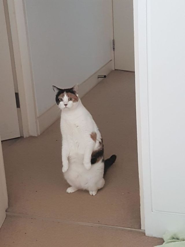 Коти, які зламались: епічні фото, які розвеселять до сліз - фото 443568