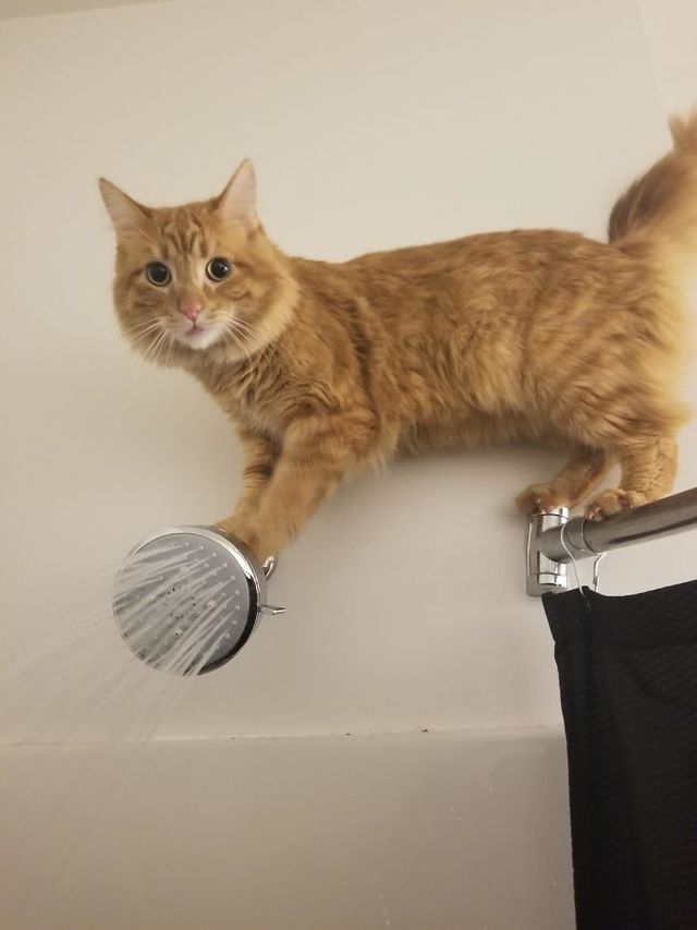 Коти, які зламались: епічні фото, які розвеселять до сліз - фото 443569