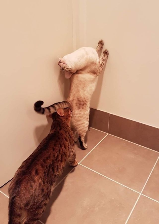 Коти, які зламались: епічні фото, які розвеселять до сліз - фото 443571