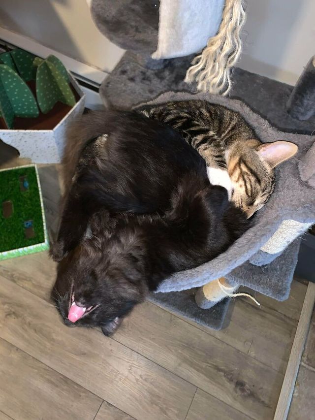 Коти, які зламались: епічні фото, які розвеселять до сліз - фото 443574