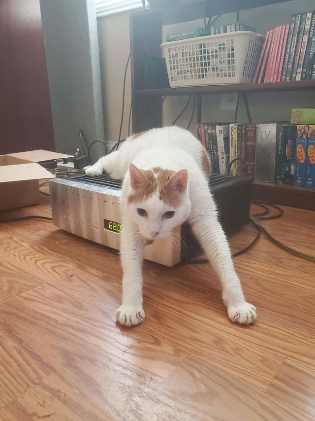 Коти, які зламались: епічні фото, які розвеселять до сліз - фото 443575