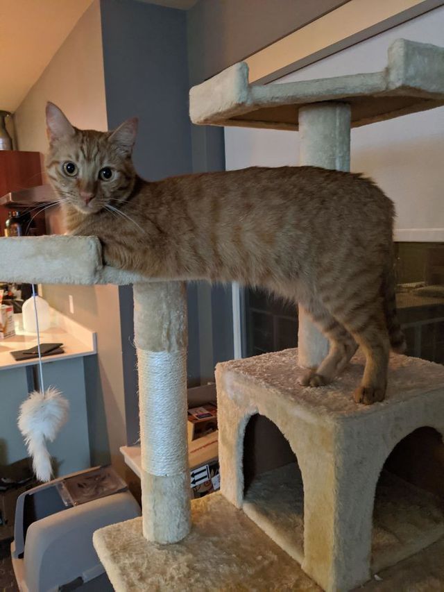 Коти, які зламались: епічні фото, які розвеселять до сліз - фото 443577