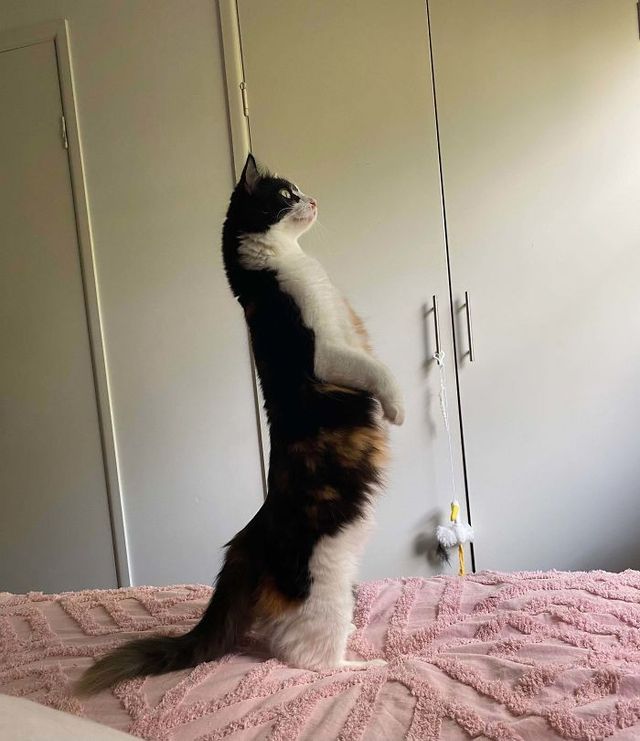 Коти, які зламались: епічні фото, які розвеселять до сліз - фото 443578