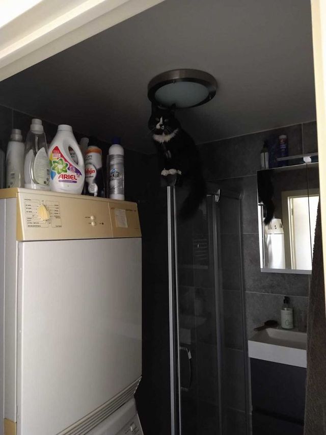 Коти, які зламались: епічні фото, які розвеселять до сліз - фото 443580