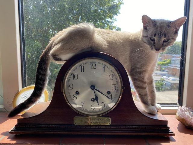 Коти, які зламались: епічні фото, які розвеселять до сліз - фото 443583