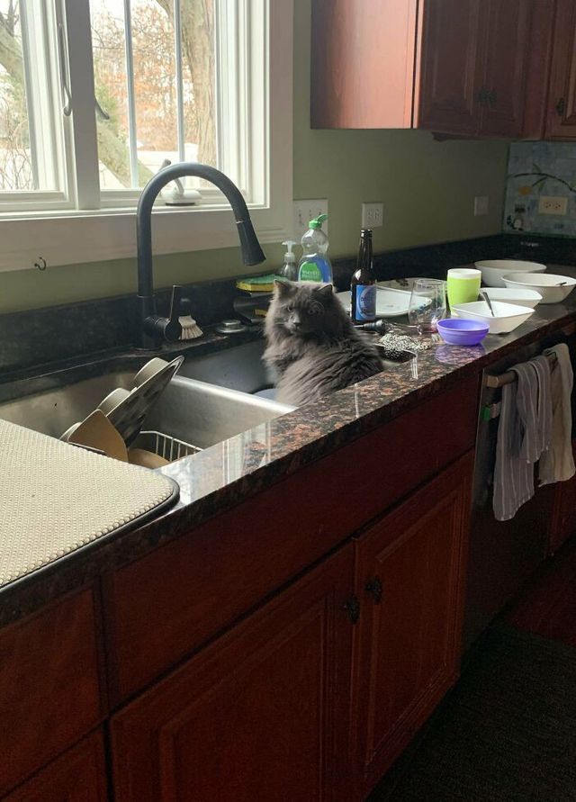 Коти, які зламались: епічні фото, які розвеселять до сліз - фото 443584