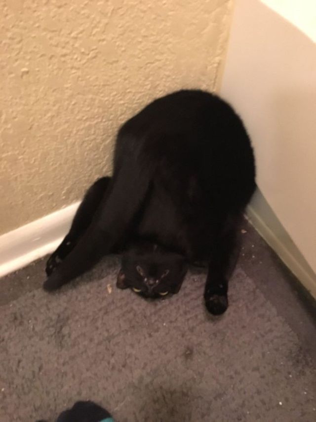 Коти, які зламались: епічні фото, які розвеселять до сліз - фото 443585