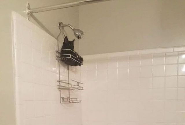 Коти, які зламались: епічні фото, які розвеселять до сліз - фото 443587