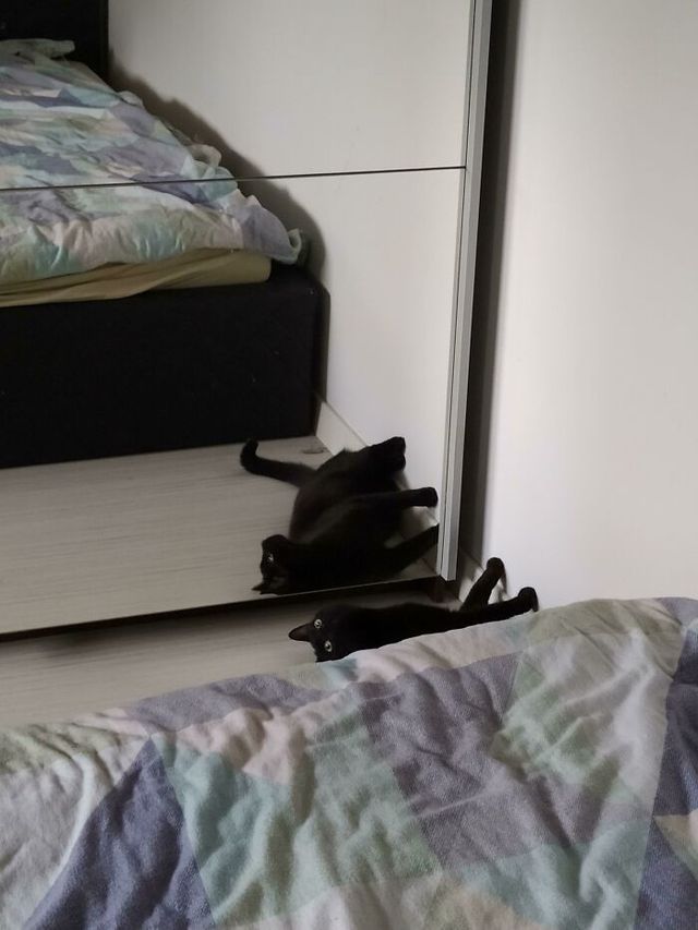 Коти, які зламались: епічні фото, які розвеселять до сліз - фото 443590