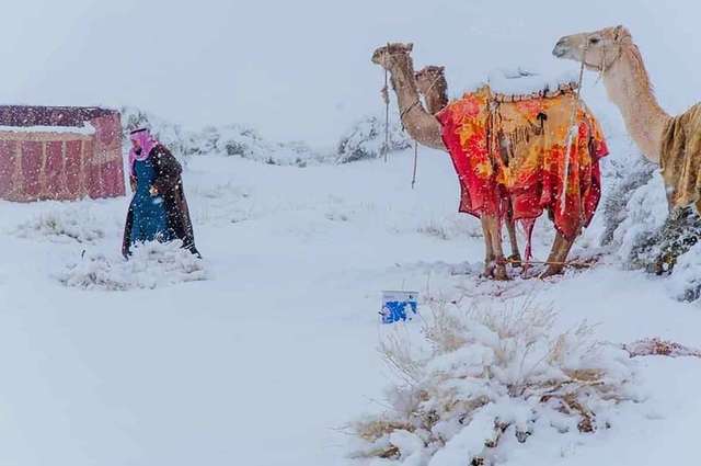 Найбільшу пустелю у світі Сахару засипало снігом: приголомшливі фото - фото 443748