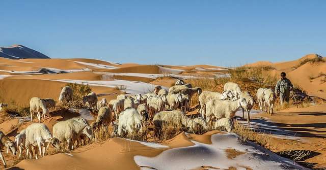 Найбільшу пустелю у світі Сахару засипало снігом: приголомшливі фото - фото 443756