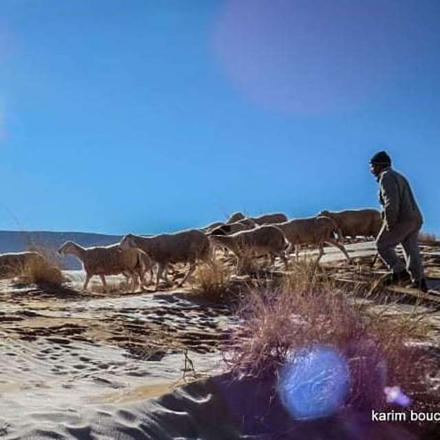 Найбільшу пустелю у світі Сахару засипало снігом: приголомшливі фото - фото 443757