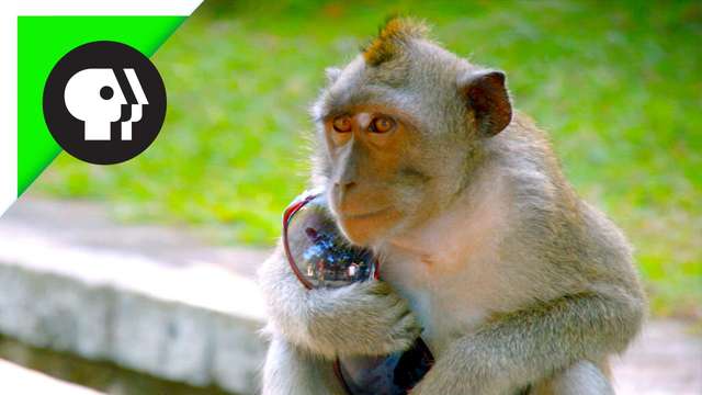 Чому макаки на Балі полюють за гаманцями туристів - фото 443795