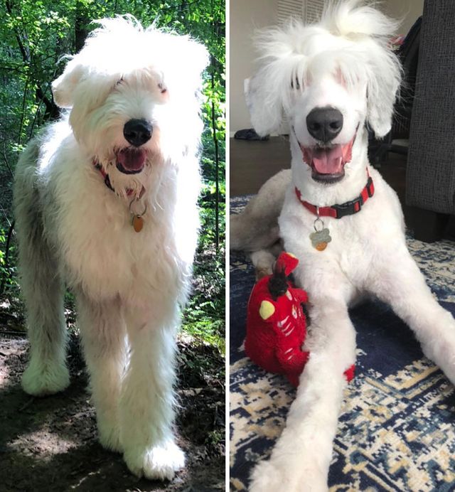 curlyshea - фото 443958