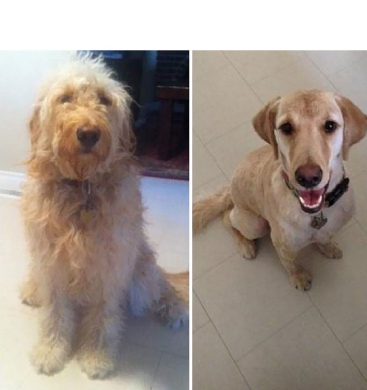 Собаки до і після стрижки - фото 1