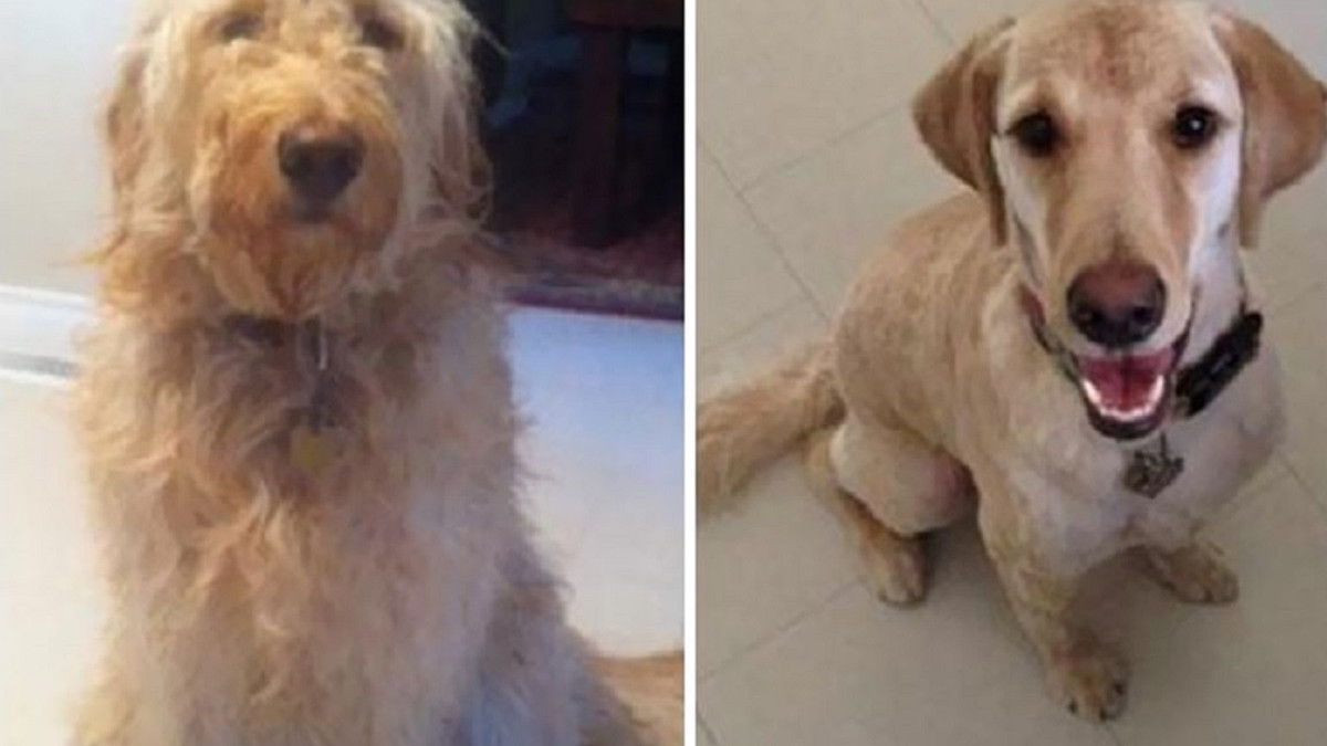 Собаки до і після стрижки - фото 1