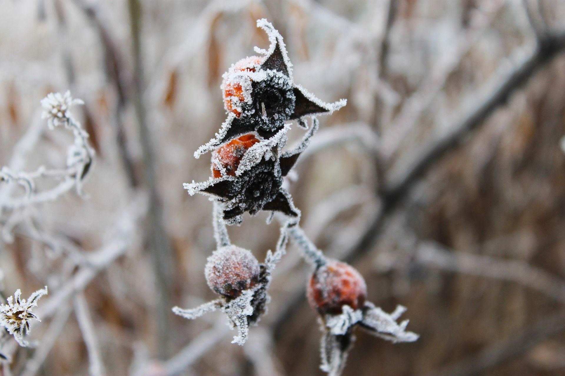 Погода в Україні 21 січня: у яких областях буде найтепліше