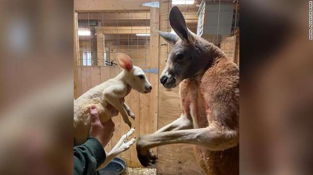 У нью-йоркському зоопарку народився рідкісний білий кенгуру: фотофакт - фото 444609