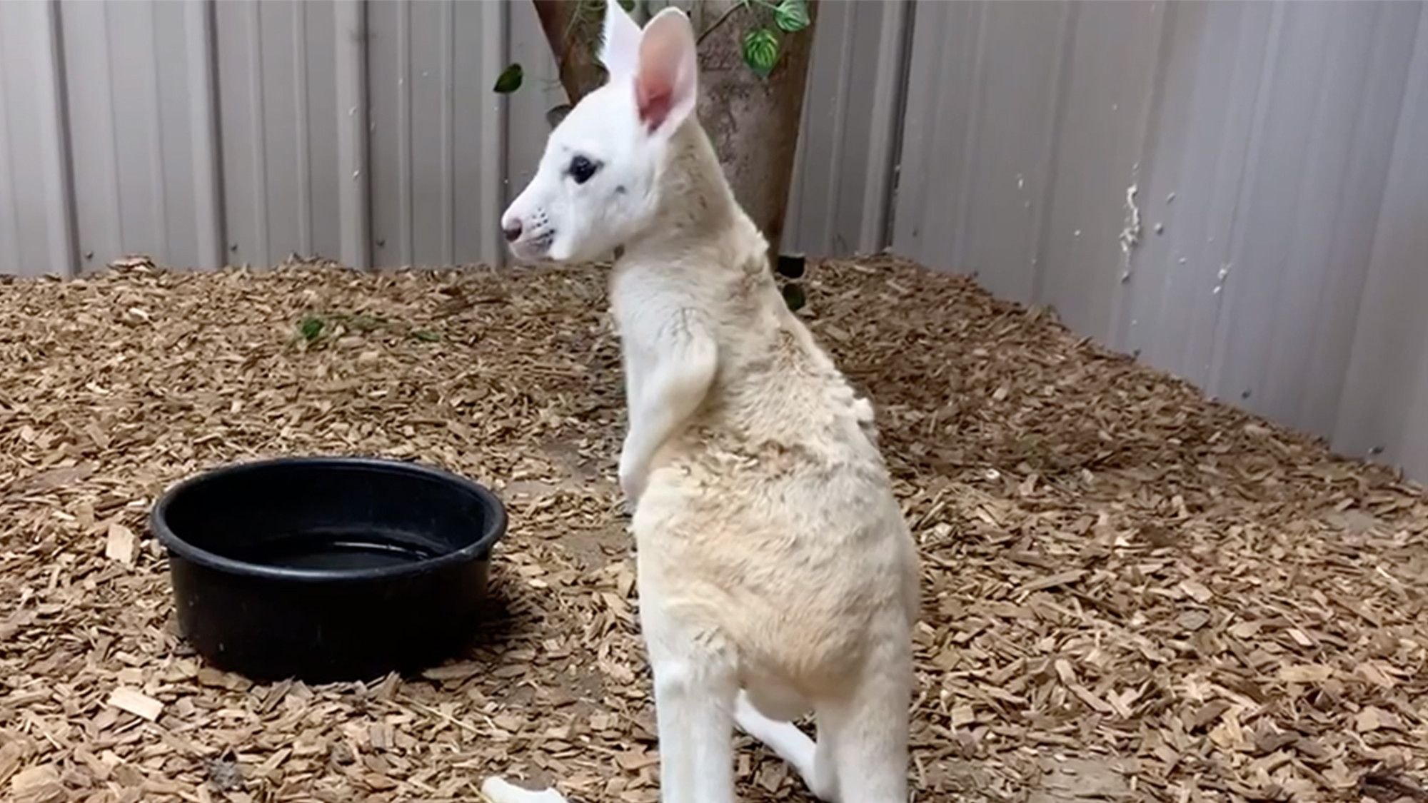 У нью-йоркському зоопарку народився рідкісний білий кенгуру: фотофакт