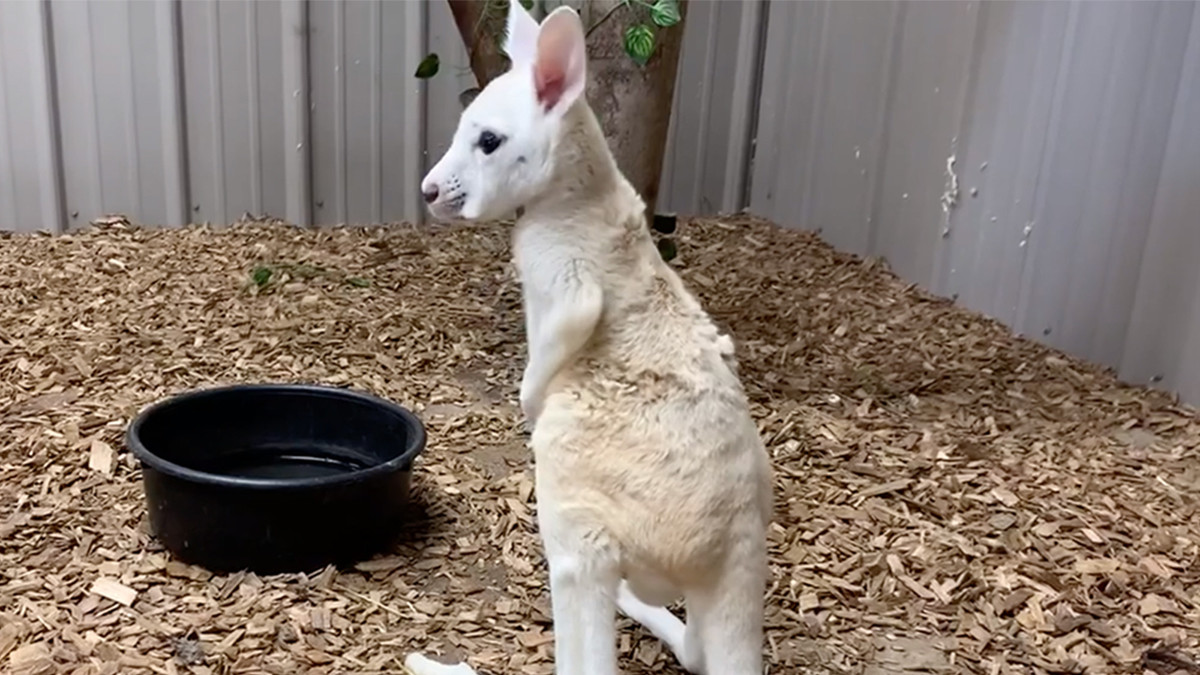 У нью-йоркському зоопарку народився рідкісний білий кенгуру: фотофакт - фото 1